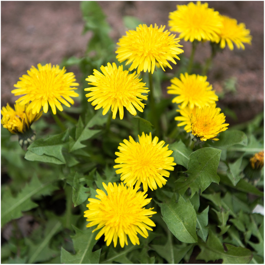 needs common flower seeds