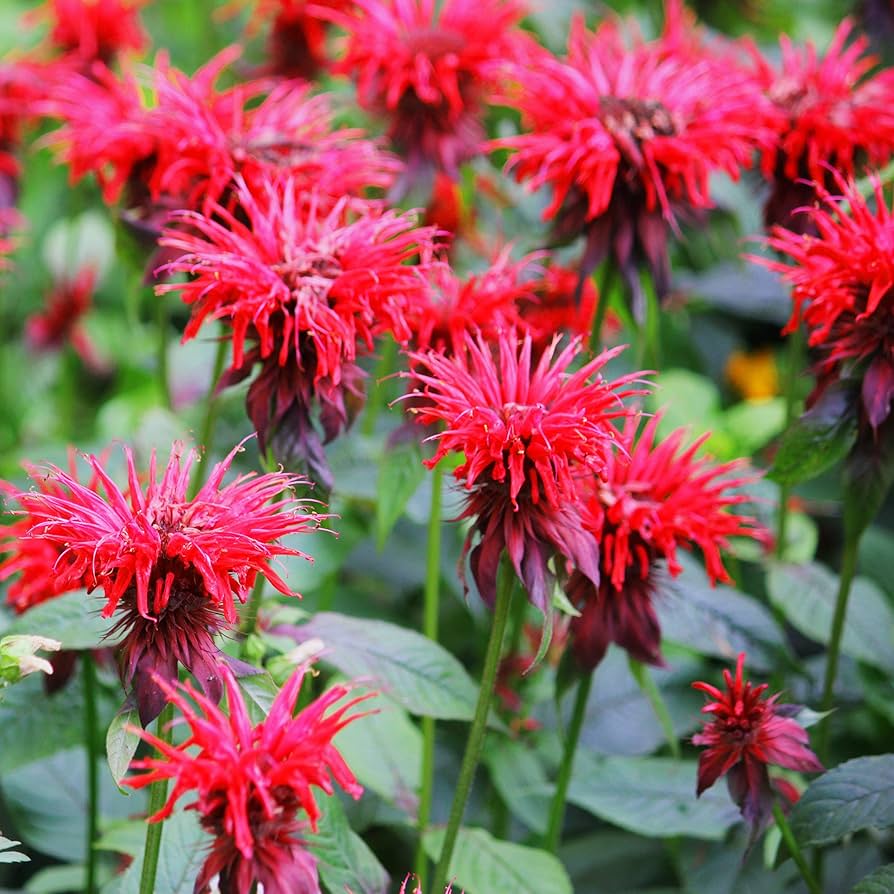 Beebalm For herb seeds