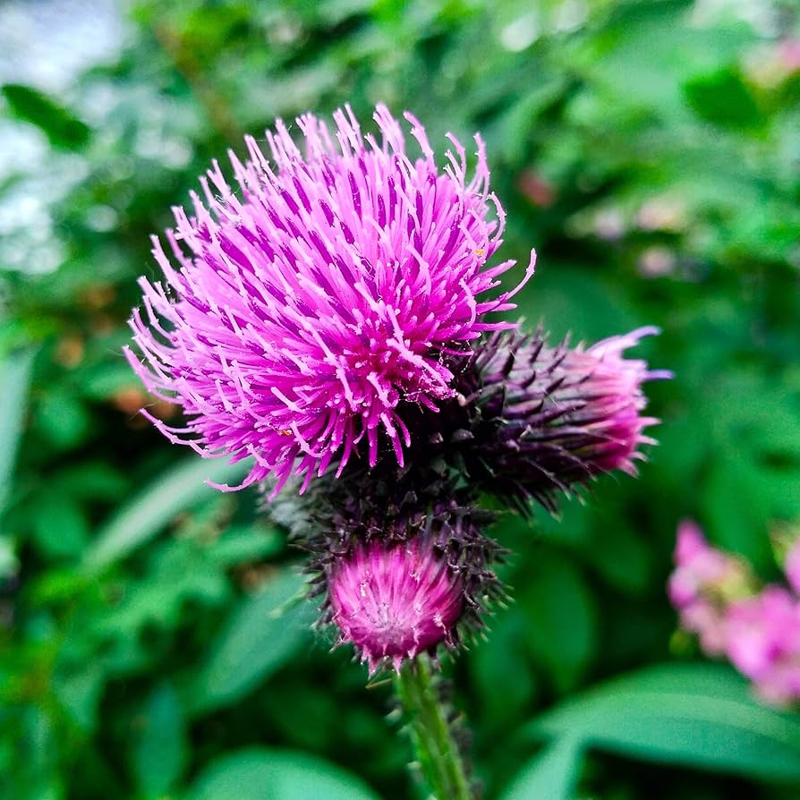 Earth Burdock herb seeds