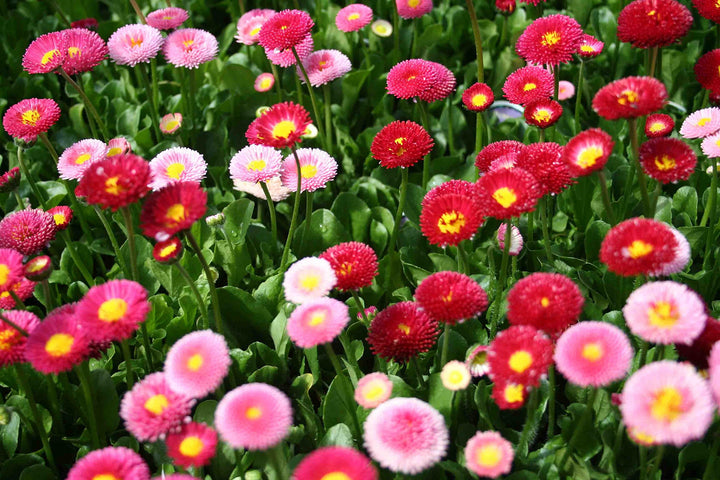 Mix Daisy Flower Seeds – Heirloom, Non-GMO, High Germination Seeds