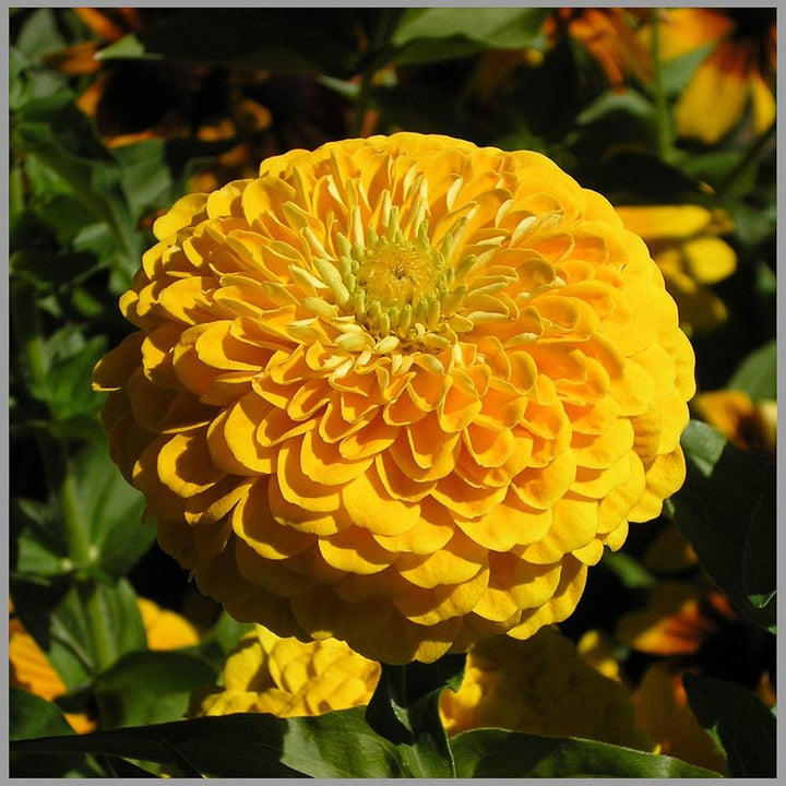 Giant Zinnia Flower Seeds Yellow – Heirloom, Non-GMO, High Germination Organic Garden Seeds for Planting