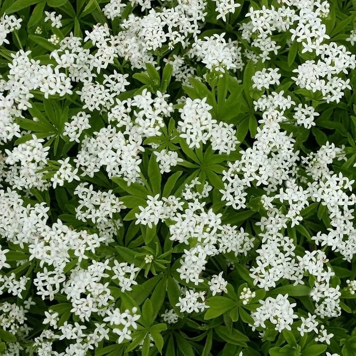 Semillas de Flor Galium Odoratum Blanca – Semillas Tradicionales No Transgénicas de Alta Germinación