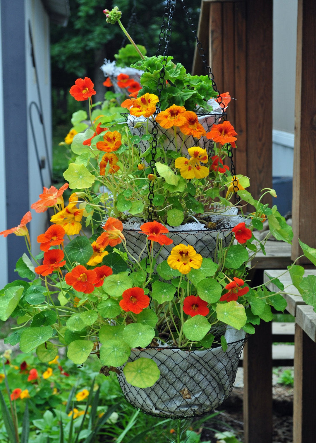 red yellow flower seeds