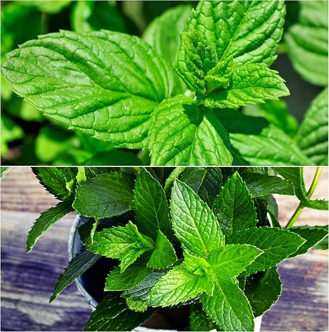 Green Drive herb seeds
