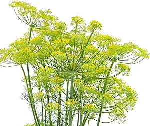 dill flower flower seeds