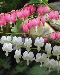 Mixed Bleeding Heart Flower Seeds for Planting – Heirloom Non-GMO Organic Garden Seeds