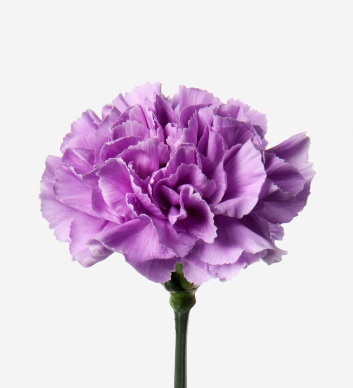 Purple Carnation Flower Seeds – Heirloom, Non-GMO, High Germination Organic Seeds