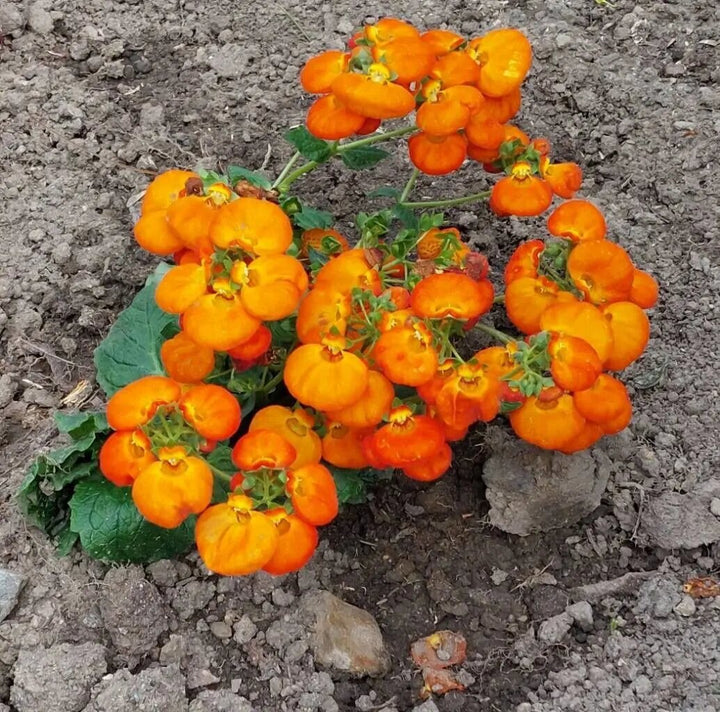 Orange Calceolaria Flower Seeds – Heirloom, Non-GMO, High Germination Seeds