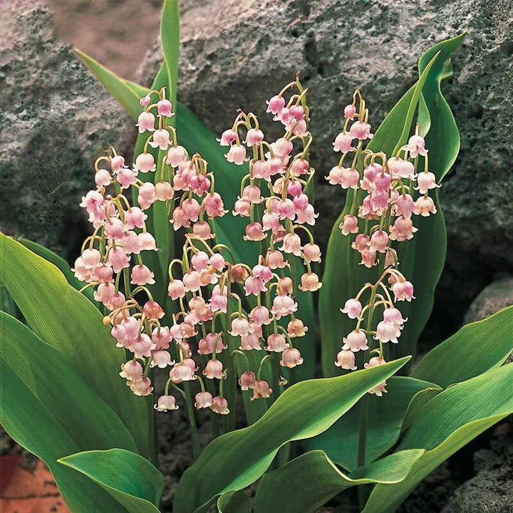 Semillas de flores Lirio del Valle Rosado – Herencia, no transgénicas, semillas de alta germinación
