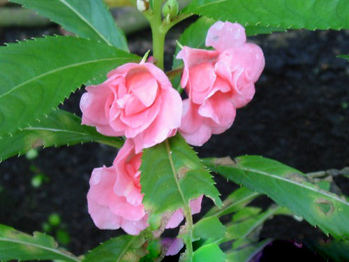 Light Pink Balsam Flower Seeds for Planting – Heirloom Non-GMO High Germination Seeds