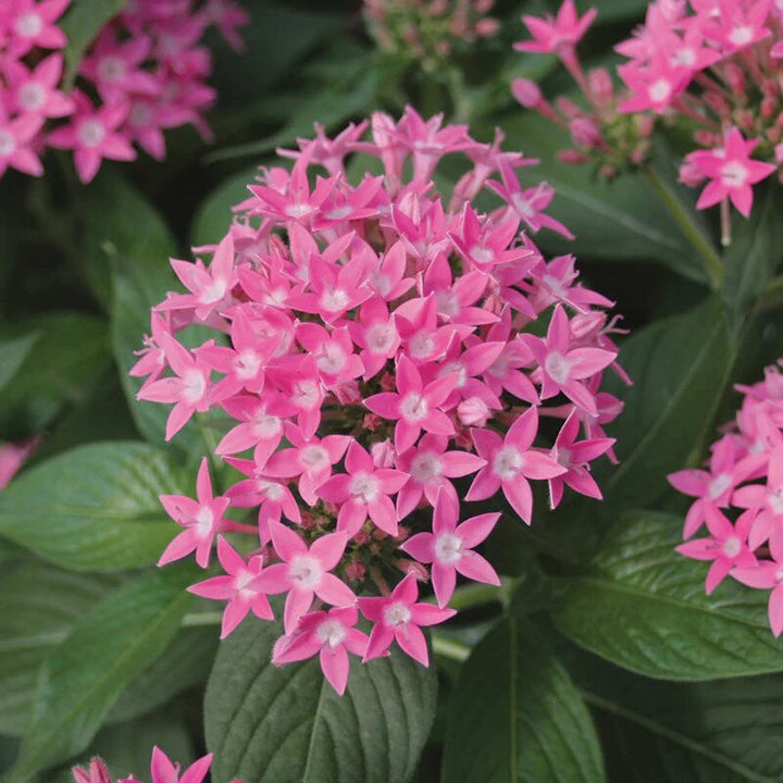 Pink Pentas Lanceolata Flower Seeds Heirloom Non-GMO High Germination Organic Garden Seeds for Planting