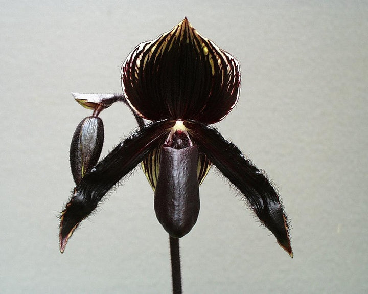 Black Cypripedium Flower Seeds for Planting – Heirloom Non-GMO High Germination Seeds