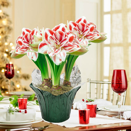 Giant Amaryllis Flower Seeds Red White for Planting – Heirloom Non-GMO Organic Garden Seeds
