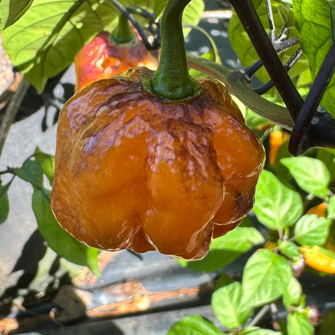 orange pockmark flower seeds