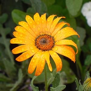Orange Dimorphotheca Flower Seeds – Heirloom, Non-GMO, High Germination Seeds