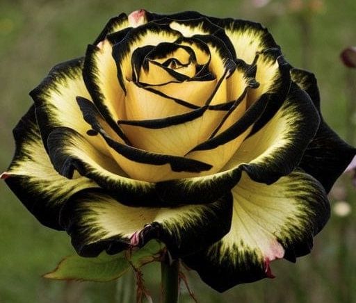 Black Yellow Rose Flower Seeds for Planting – Heirloom Non-GMO Organic Seeds