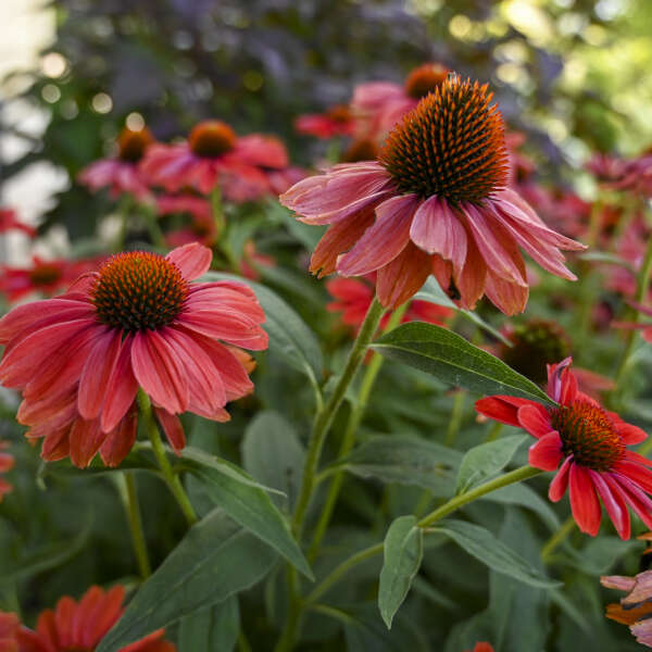 Red Echinacea Coneflower Seeds – Heirloom, Non-GMO, High Germination Organic