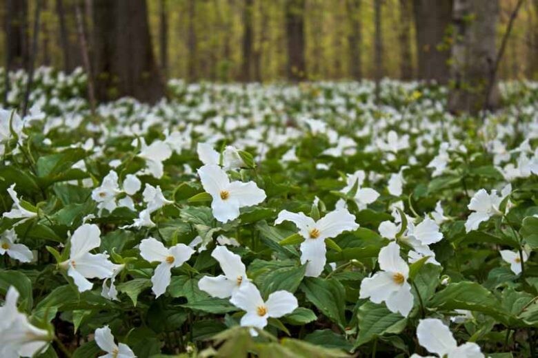 White Trilium Flower Seeds – Heirloom, Non-GMO, High Germination Organic Garden Seeds for Planting