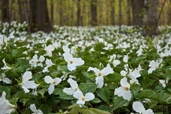 White Trilium Flower Seeds – Heirloom, Non-GMO, High Germination Organic Garden Seeds for Planting