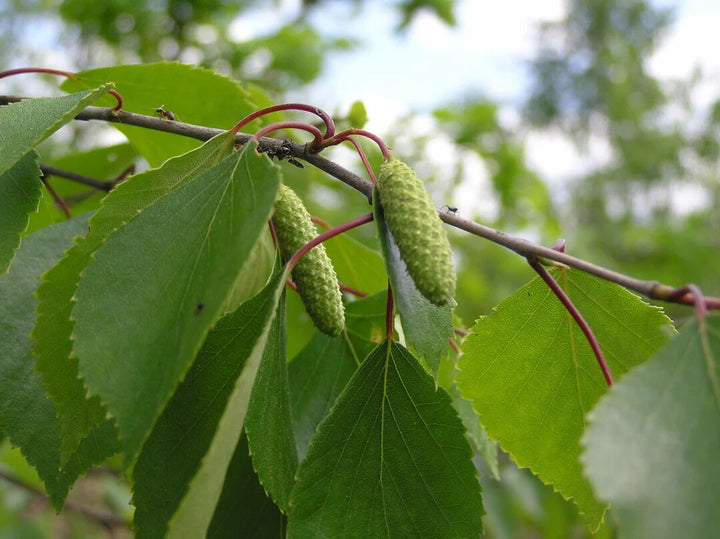 Green Betula Pendula Plant Seeds – Heirloom, Non-GMO, High Germination Seeds