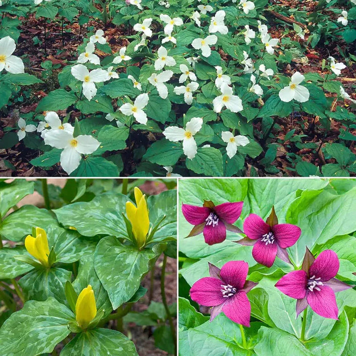 Trillium-Blumensamen Gemischt Alte Sorte Gentechnikfrei Hohe Keimrate Bio-Gartensamen zum Pflanzen