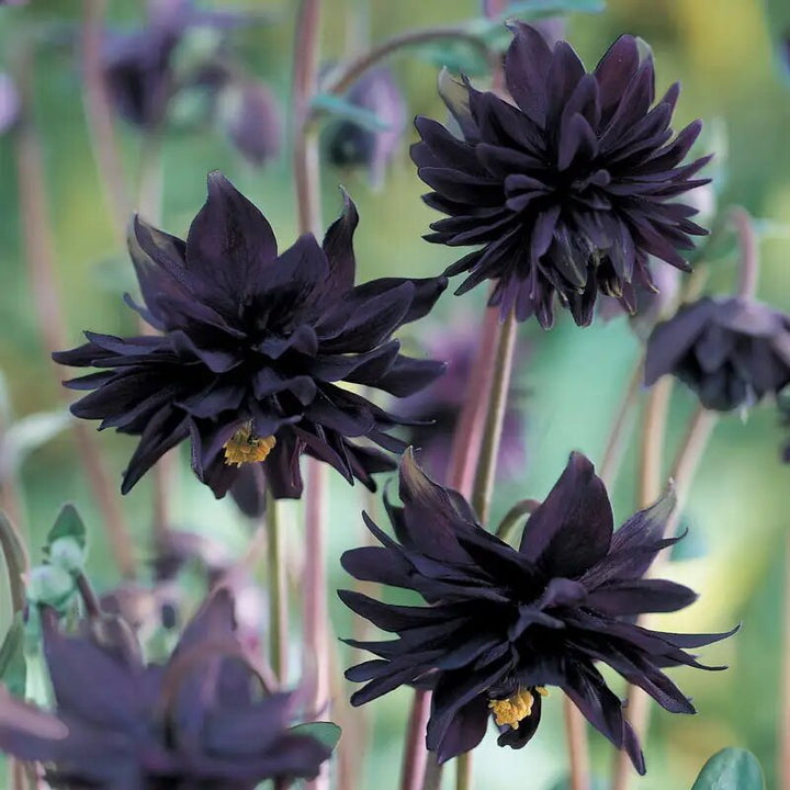 Black Aquilegia Flower Seeds for Planting Heirloom Non-GMO High Germination Organic Garden Seeds
