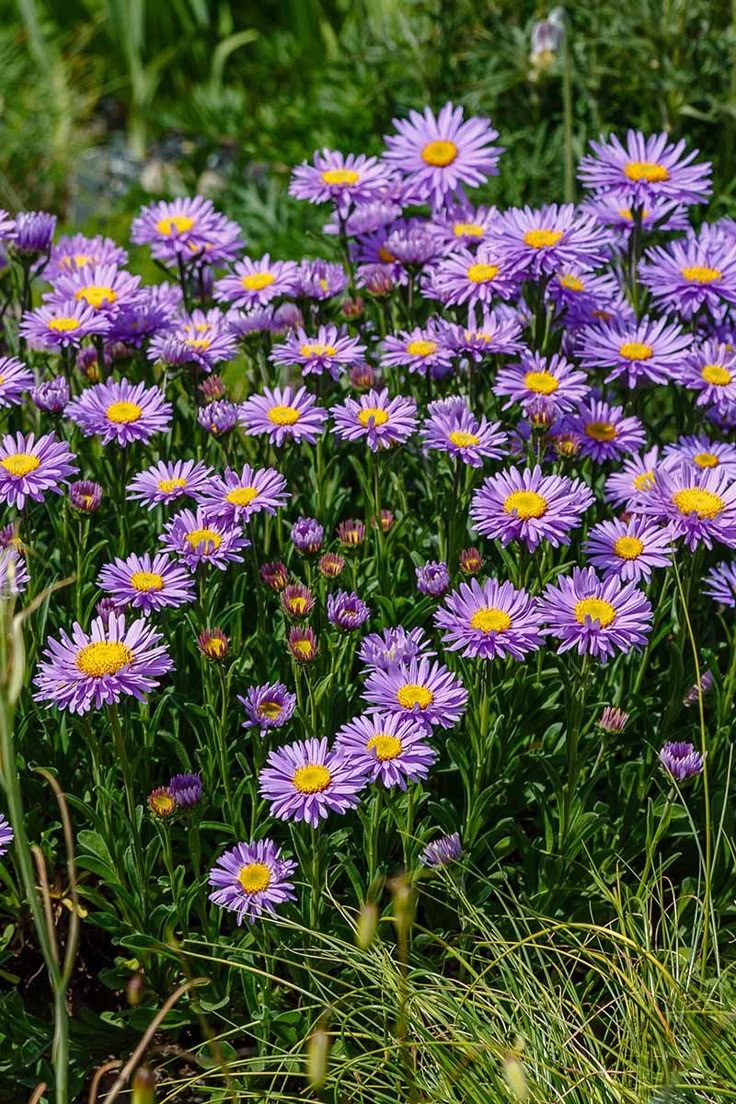 Purple Chamomile Flower Seeds – Heirloom, Non-GMO, High Germination Seeds
