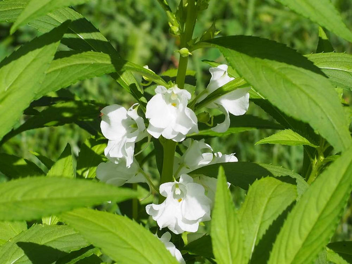 Balsamine Flower Seeds White for Planting – Heirloom Non-GMO High Germination Organic Seeds