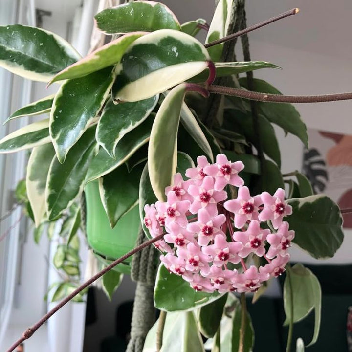 Semillas de flor Hoya Carnosa rosa – Tradicionales, sin OMG, semillas de alta germinación
