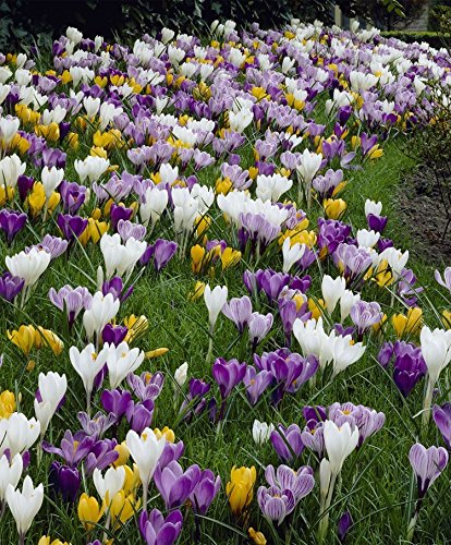 Mixed Crocus Flower Seeds – Heirloom, Non-GMO, High Germination Organic Garden Seeds for Planting