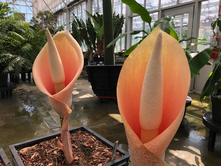Orange Corpse Flower Seeds for Planting Heirloom Non-GMO High Germination Organic Garden Seeds