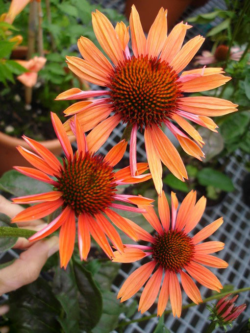 Orange Erigeron Flower Seeds - Heirloom Non-GMO High Germination Seeds for Planting