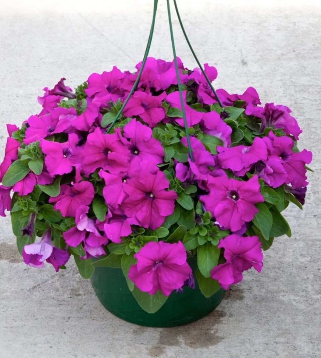 petunia grandiflora flower seeds