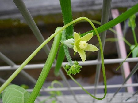 Chayote Flower Seeds – Heirloom, Non-GMO, High Germination Organic Garden Seeds
