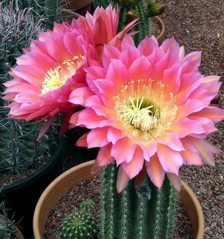 Semillas Gigantes de Flor de Cactus Rosa – Herencia, Sin OGM, Semillas de Alta Germinación