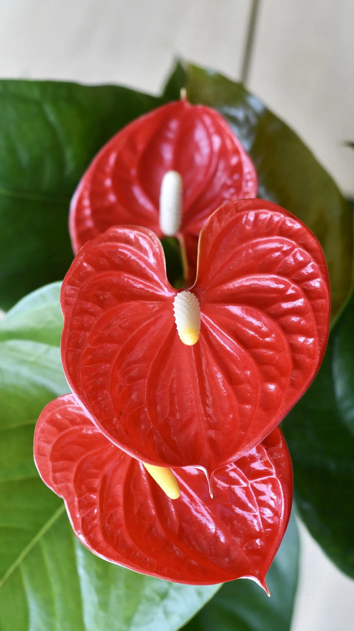 Red Blooming Anthurium Flower Seeds for Planting Heirloom Non-GMO High Germination Organic Garden Seeds