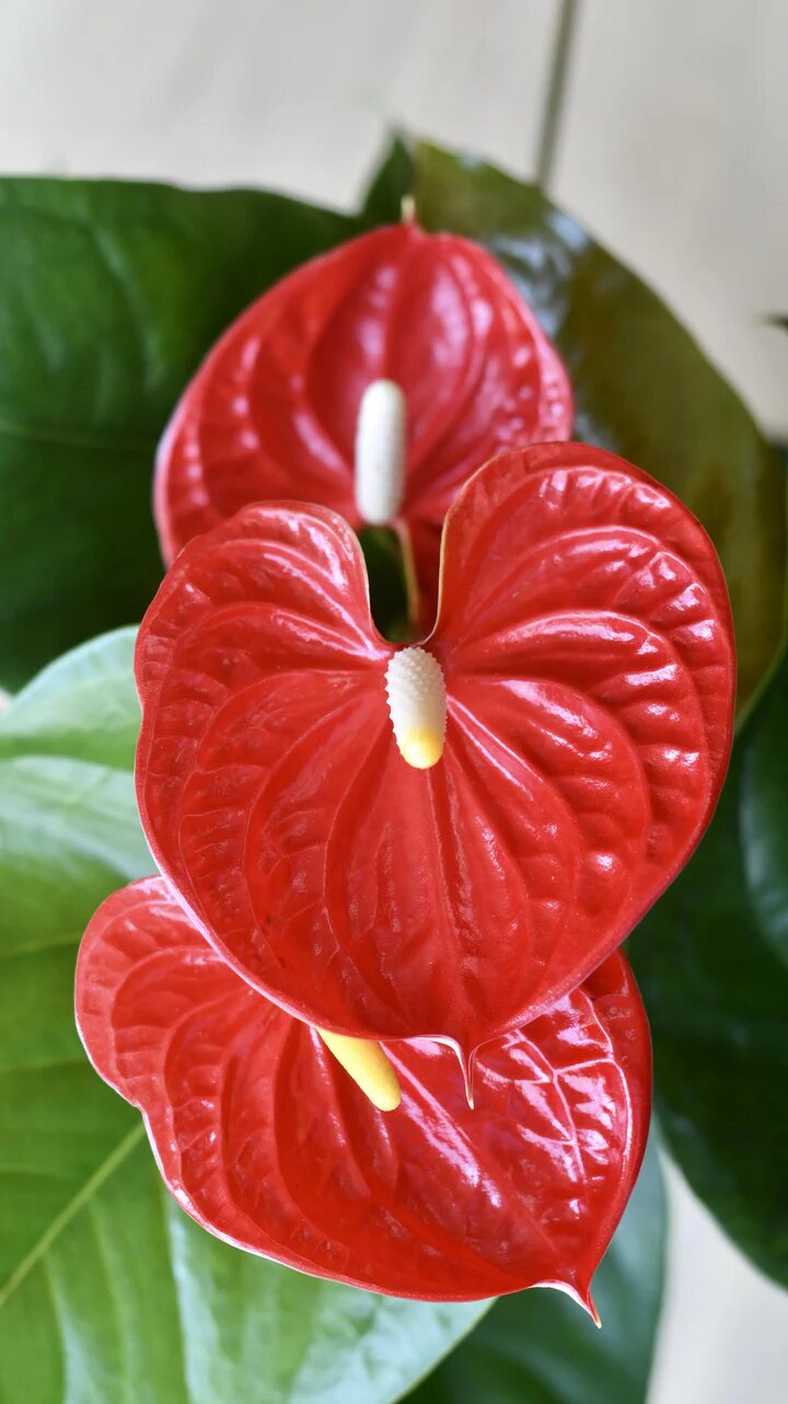 Giant Anthurium Flower Seeds Red for Planting Heirloom Non-GMO High Germination Organic Garden Seeds