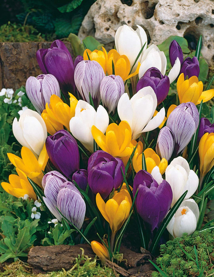 Mixed Crocus Flower Seeds – Heirloom, Non-GMO, High Germination Organic Garden Seeds for Planting