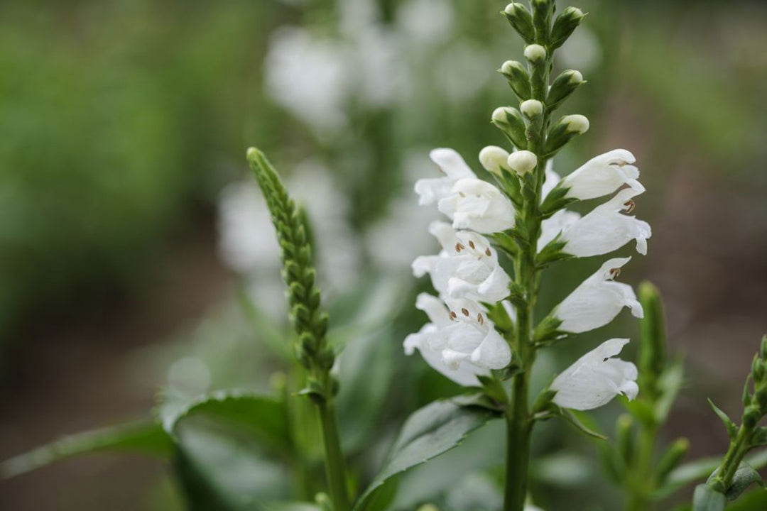 Semillas de flores de Physostegia Virginiana Blanca para plantar – Orgánicas, Heirloom, sin OMG, de alta germinación, para jardín