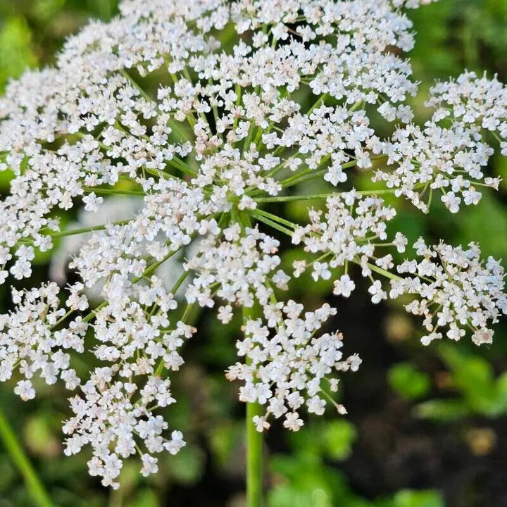White Pimpinella Flower Seeds for Planting – Heirloom Non-GMO, High Germination Organic Garden Seeds