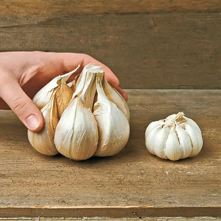 Elephant Garlic Seeds White – Heirloom, Non-GMO, High Germination Seeds