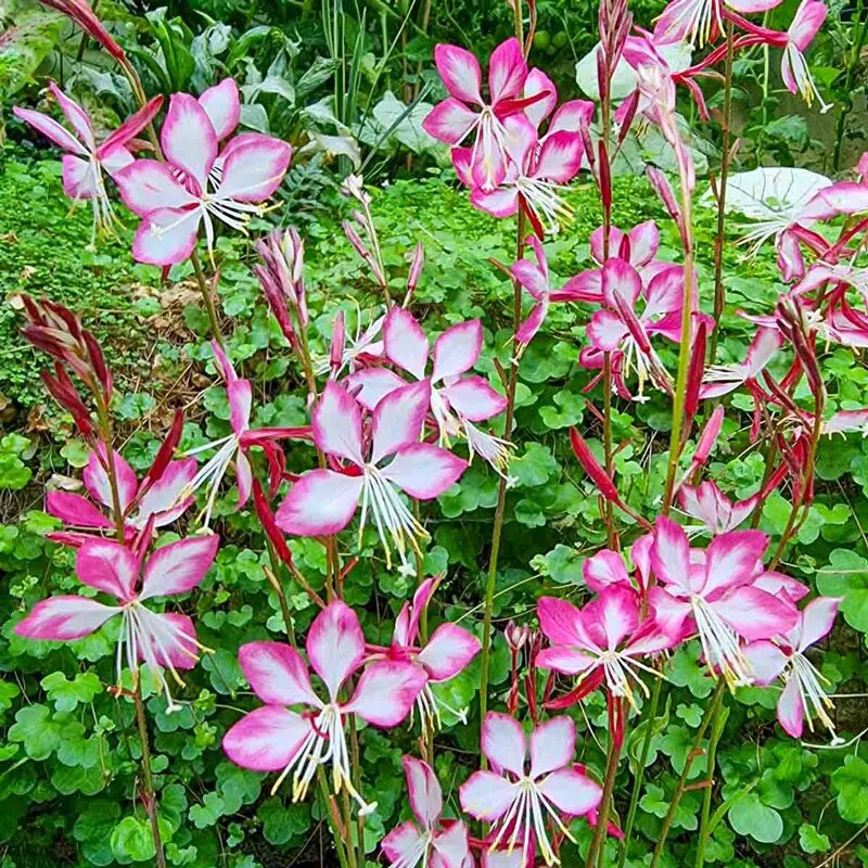 Gaura Lindheimeri Flower Seeds – Heirloom, Non-GMO, High Germination Seeds