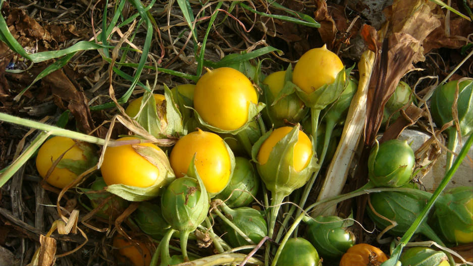 Mandrake Fruit Seeds for Planting – Heirloom Non-GMO, High Germination Organic Garden Seeds