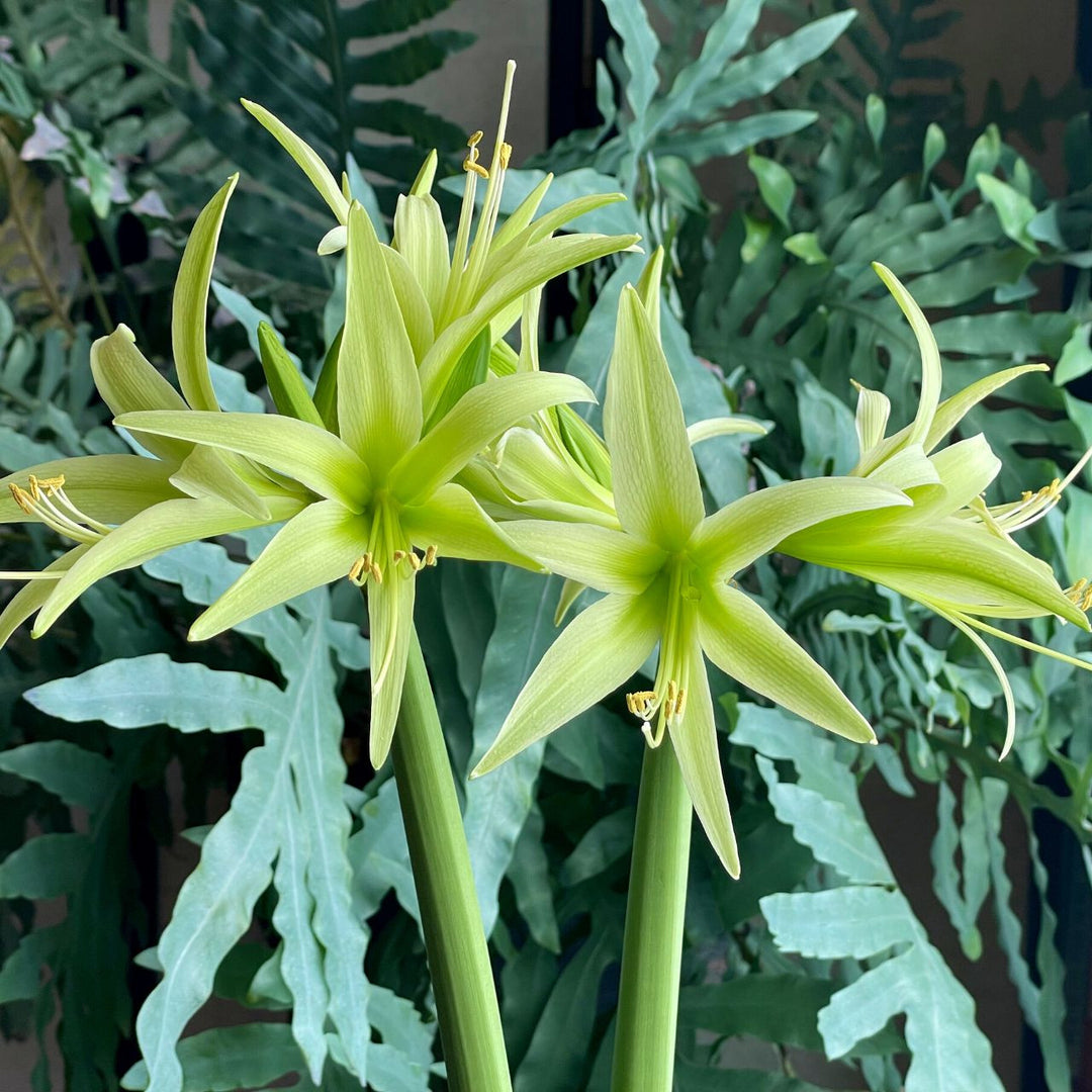 Giant Green Amaryllis Flower Seeds for Planting – Heirloom Non-GMO High Germination