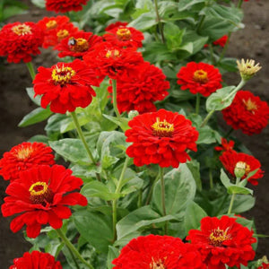 zinnia cherry flower seeds