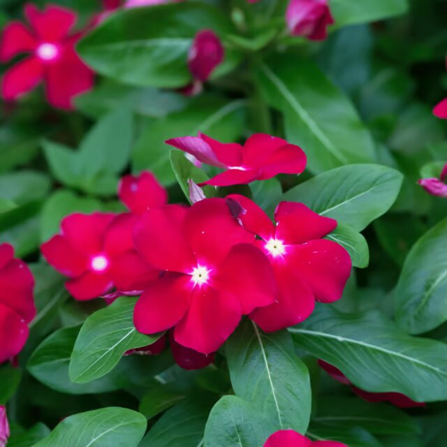 Red Harsingar Flower Seeds – Heirloom, Non-GMO, High Germination Seeds