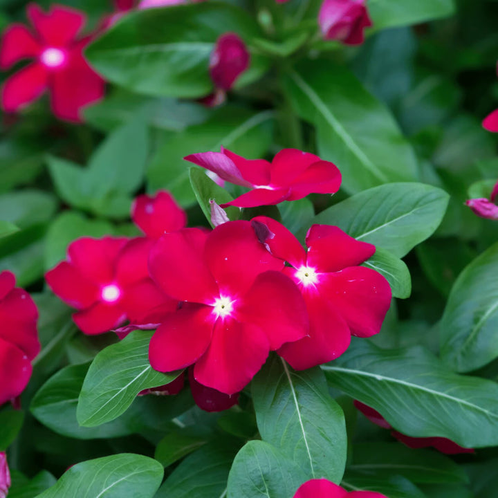 Red Bartzella Flower Seeds for Planting – Heirloom Non-GMO High Germination Organic Garden Seeds