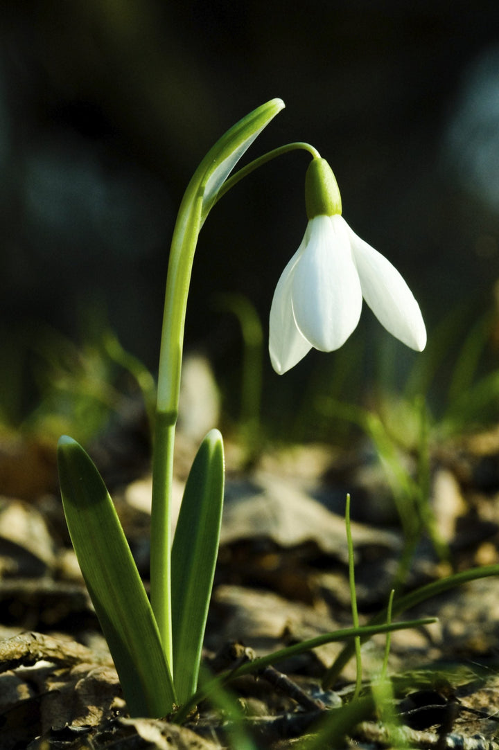 White Galanthus Nivalis Flower Seeds – Heirloom, Non-GMO, High Germination Seeds