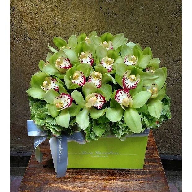Green Cymbidium Orchid Flower Seeds – Heirloom, Non-GMO, High Germination Seeds