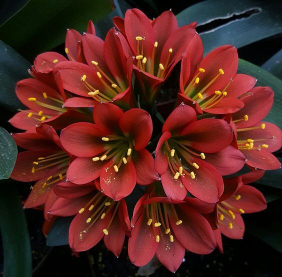 Red Clivia Flower Seeds for Planting – Heirloom Non-GMO High Germination Organic Seeds